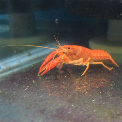 Orange Lobster - Aquarium Fish Depot