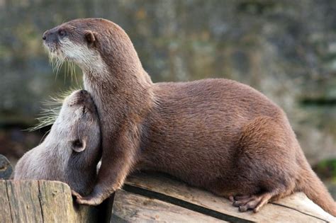 Otter Cuddle | Cute animals, Otters hugging, Otters