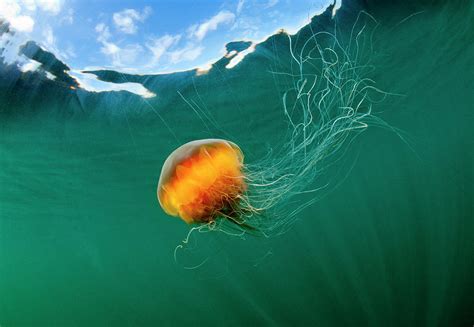 Jellyfish, Alaska Photograph by Paul Souders - Pixels