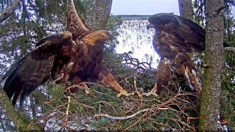 Golden Eagles - Nest getting bigger!! - 03-06-18 - YouTube