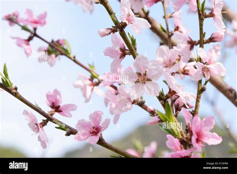 Closeup of peach blossom in full bloom Stock Photo - Alamy