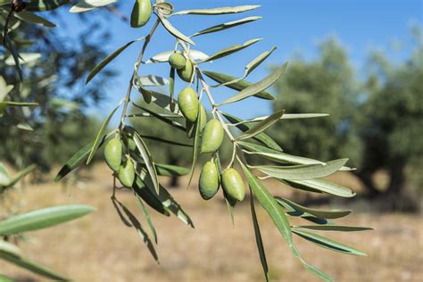 Estas son las 7 mejores variedades de aceituna