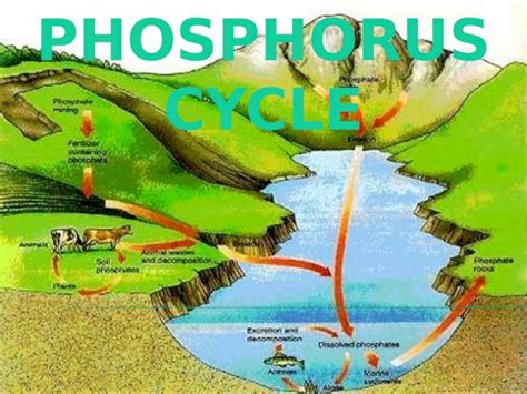 (PPT) THE PHOSPHORUS CYCLE. WHAT IS THE PHOSPHORUS CYCLE? The ...