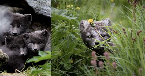 Photographing Adorable Arctic Fox Cubs Emerging From Their Dens – Seriously Photography