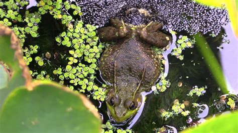 Green Frog Laying Eggs - Odd or Common Behavior? - YouTube