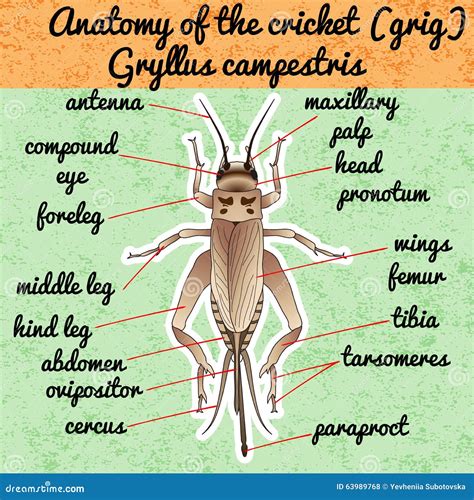 Insect Anatomy. Sticker Cricket. Grig. Gryllus Campestris. Sketch Of Cricket. Cricket Design For ...