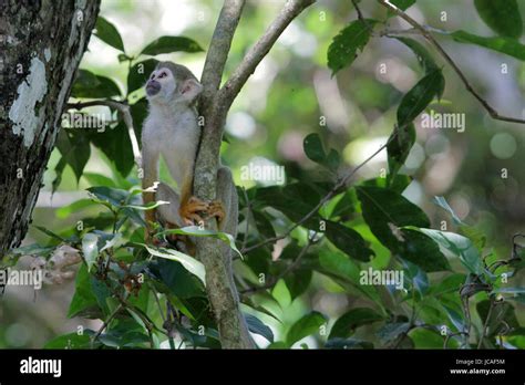 Manaus Brazil Amazon Animal High Resolution Stock Photography and Images - Alamy