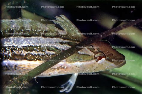 Striped Kelpfish, (Gibbonsia metzi), Perciformes, Photo