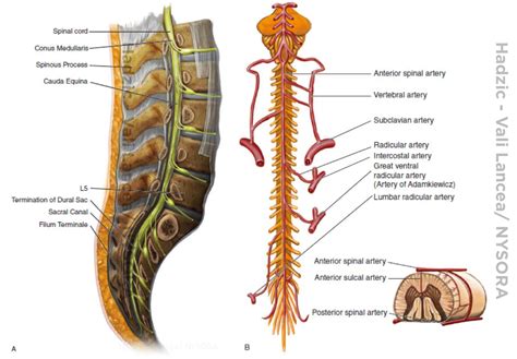 Neuraxial Anatomy (Anatomy Relevant to Neuraxial Anesthesia) - NYSORA ...