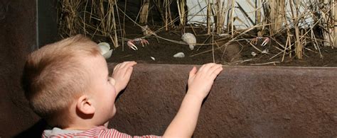 Tidal Marsh: Long Island Marine Wildlife - Long Island Aquarium