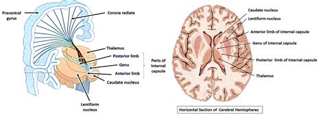 Internal Capsule , Parts, constituent fibers, arterial supply and lesion en 2020