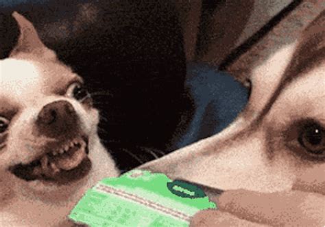 Chihuahua GIF - Find & Share on GIPHY