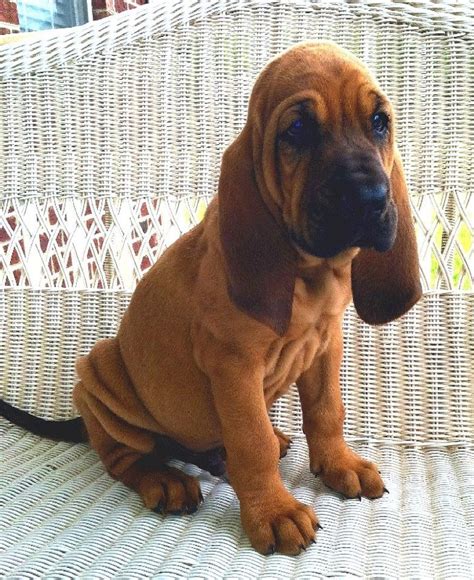 Bloodhound Info, Temperament, Puppies, Pictures