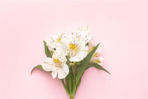 Premium Photo | White flower Alstroemeria on a pink