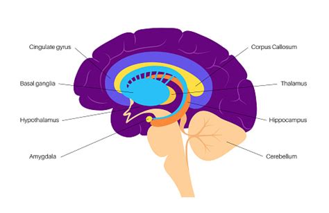 Sistem Limbik Otak Ilustrasi Stok - Unduh Gambar Sekarang - Tubuh manusia, Amigdala, Anatomi ...