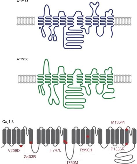 A schematic diagram of the structure of Na+/K+ ATPase subunit alpha 1... | Download Scientific ...