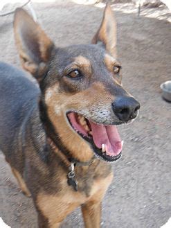 Sweetie | Adopted Dog | Las Cruces, NM | Belgian Malinois/Doberman ...