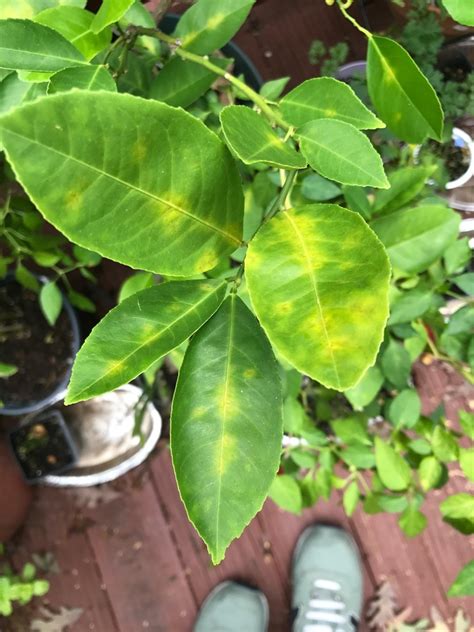 Meyer Lemon Yellow Spots/Blotches on Leaves, Dropping