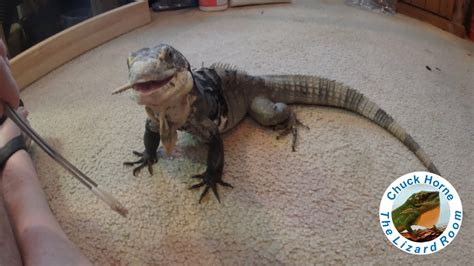 Best Pet Iguana! - YouTube