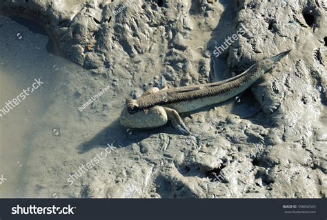 Amphibious Fish Stock Photo 358692545 | Shutterstock