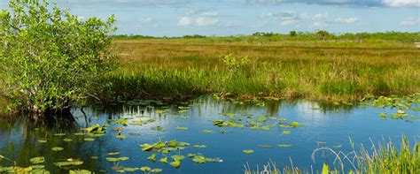 Monitoring Tools for Wetland and Stormwater Management