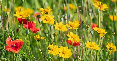 How to Grow Easy-Care Coreopsis (Tickseed)