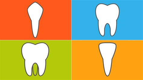 The 4 Types of Teeth and How They Function | Everyday Health