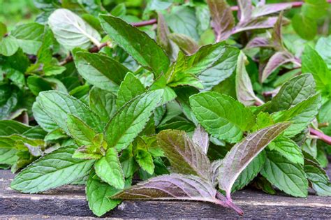 Types Of Mint Plants: How To Grow And Use Popular Mint Varieties