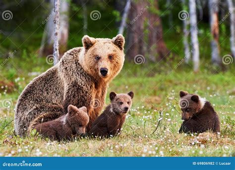 Mother Brown Bear and Her Cubs Stock Photo - Image of mother, finland ...