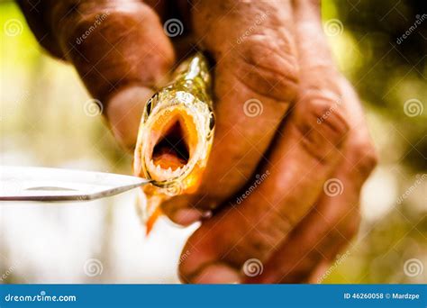 Fishing Piranha at Amazon River. Amazon Jungle Stock Photo - Image of fisherman, animal: 46260058