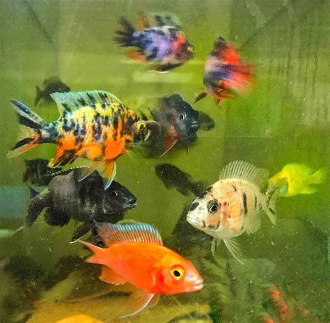 African Cichlids Peacock all male Variety pack (3 – 4 Inches) | RFI