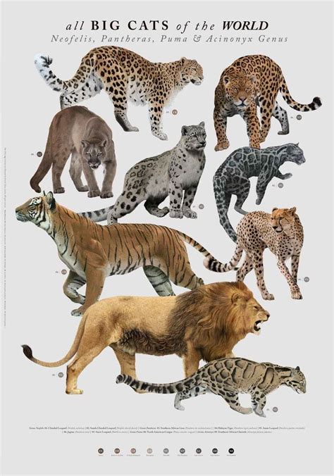 All the Big Cats of the World, an art print by Ricardo Nunez Suarez in ...