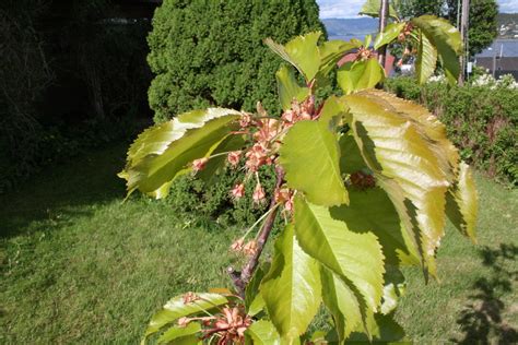 Cherry and apple tree inspection | We planted two apple tree… | Flickr