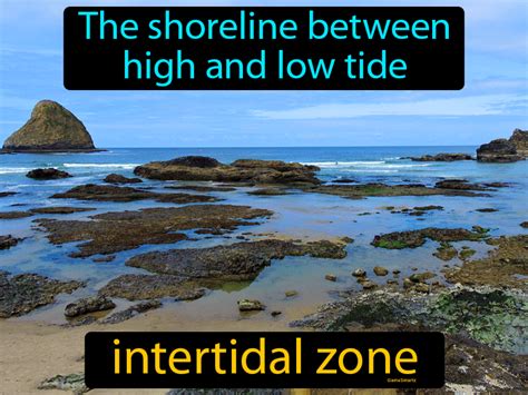 Intertidal Zone - Easy to Understand Definition