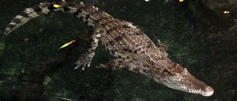 Siamese crocodile | Zoo Barcelona