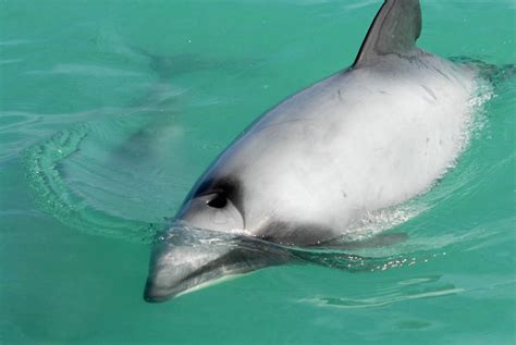 Hector's and Maui's Dolphins: Vulnerable and Endangered Animals | HubPages