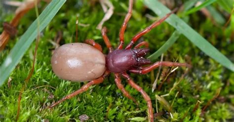 Woodlouse Spider - A-Z Animals