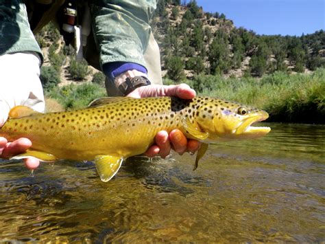 A gorgeous brown trout | Brown trout, Fish, Fly fishing