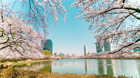 Cherry Blossom Seoul 2023 Seokchon Lake Afternoon | Travel Korea 4K HDR ...