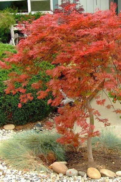 Buy Orangeola Weeping Japanese Maple - FREE SHIPPING - Trees 1 Gallon ...