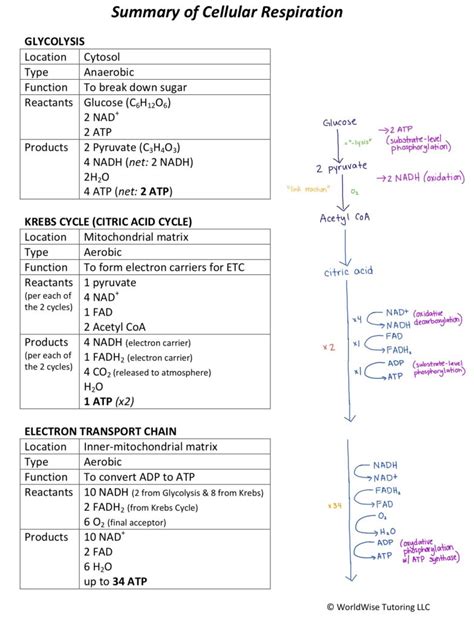 Cellular Respiration made simple! | free downloadable pdf guide