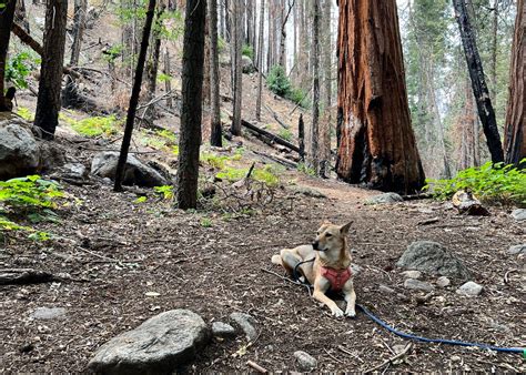 Sequoia National Forest Belknap Campground Camping | Springville, CA | The Dyrt