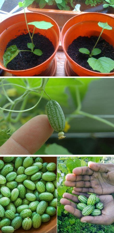 Learn how to grow cucamelon plants. The Cucamelon looks like a cute little watermelon, yet it ...