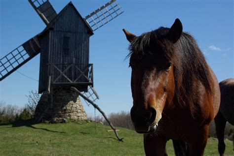 Horse and windmill | Horses, Animals, Windmill