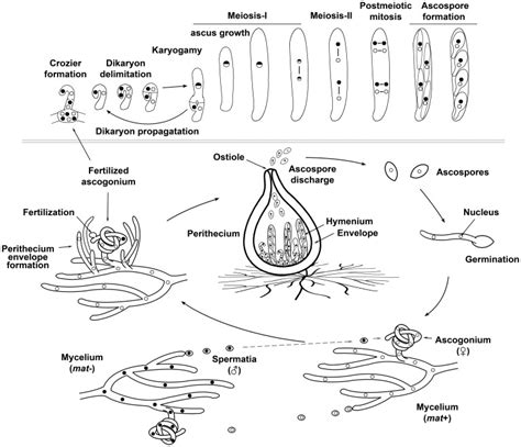 The sexual life cycle of a model filamentous ascomycete fungus. Sexual ...