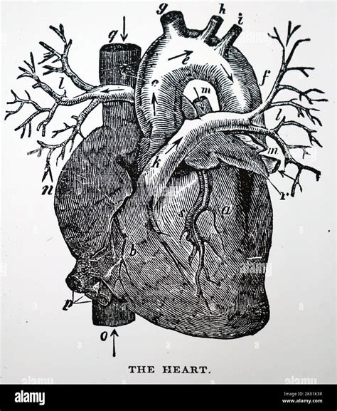 Human heart diagram hi-res stock photography and images - Alamy