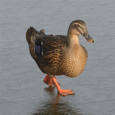 Rouen Ducks - One of the World's Largest Duck Breeds