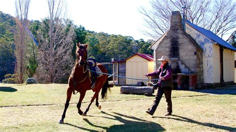 Brumbies battle: What to do with the wild horses of the Snowy Mountains - ABC News