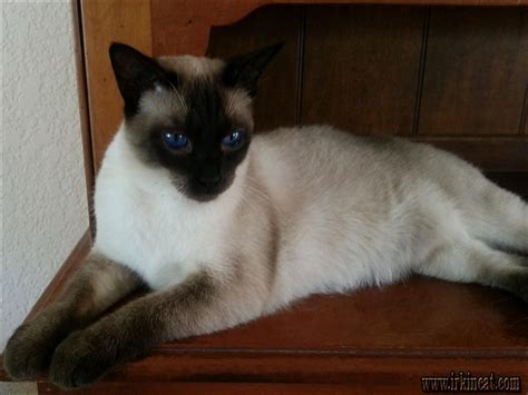 The Siamese Kittens For Adoption In Illinois Case Study You’ll Never Forget | irkincat.com