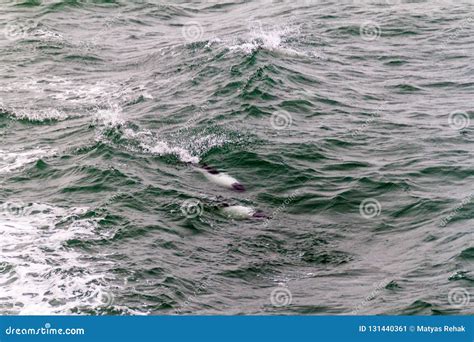 Commerson`s dolphin stock image. Image of mammal, outside - 131440361